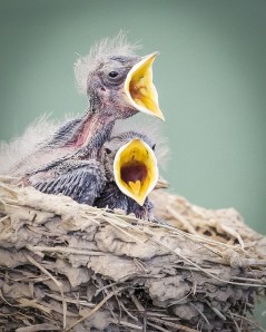 In Nest Birds Wildlife