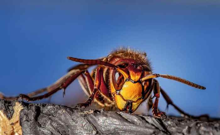 On Wasps and Wild&nbsp;Theories